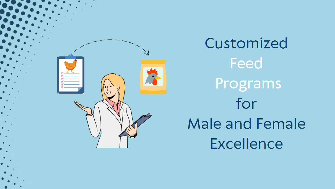 Maximizing Breeder Performance, Optimizing Feed Programs for Male and Female Breeders